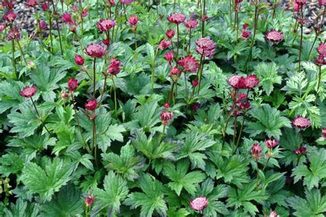 For added interest, bracts remain. jarzmianka większa "Lars" (łac. Astrantia major) kod: 8527 ...