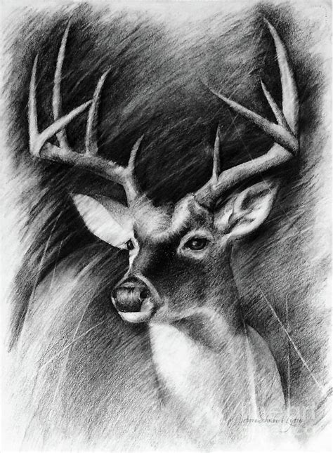 Deer In Charcoal Drawing By Debora Schubert Lytle Pixels