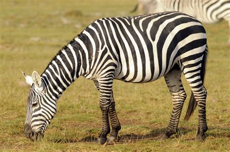 Grants Zebra Equus Quagga Boehmi Amboseli National Par Flickr