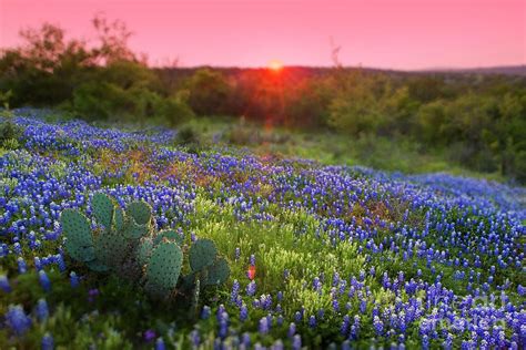 Texas Hills Texas Bluebonnets Texas Hill Country Blue Bonnets