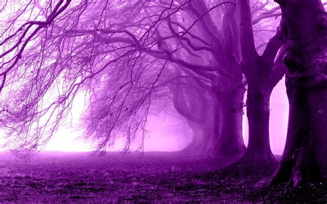 Purple forest by luismaniacal on DeviantArt