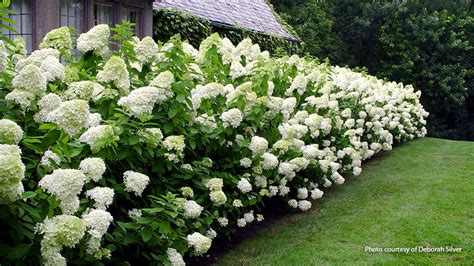 Five Panicle Hydrangeas For Your Garden Garden Gate