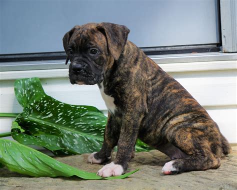 Akc Registered Boxer Puppy For Sale Baltic Oh Male George Ac