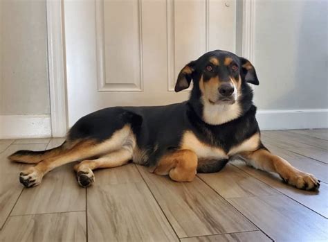 Maybe you would like to learn more about one of these? 25 Dazzling Doberman Mixes - The Best Doberman Mix Guide