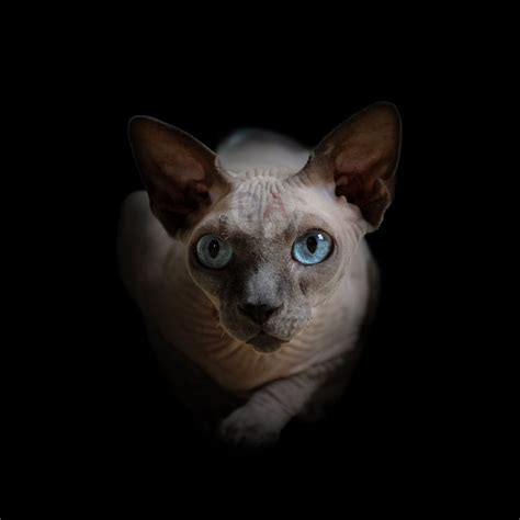 Sphynx Cat Photo Downloadable Art Download Artwork
