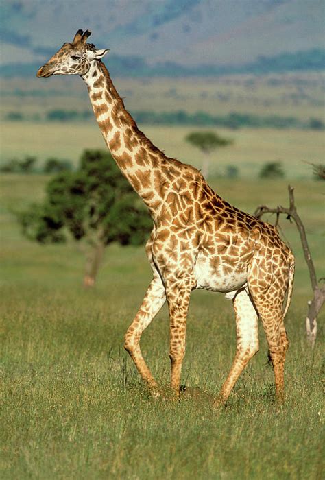 Giraffe Giraffa Camelopardalis On Grassland Photograph By William