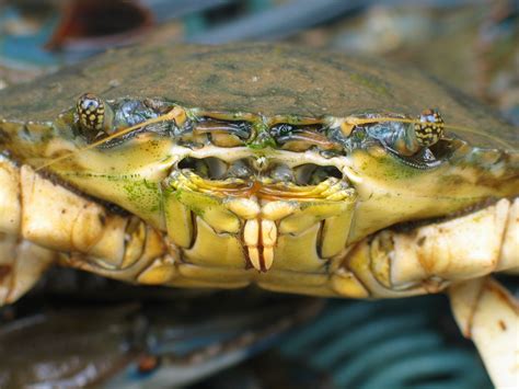 Crab Close Up Free Photo Download Freeimages