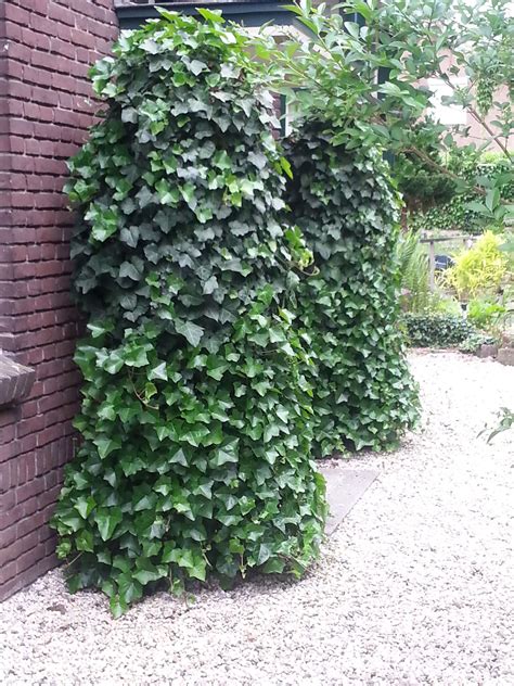 The Evergreen Hedera One Of The Most Suitable Climbing