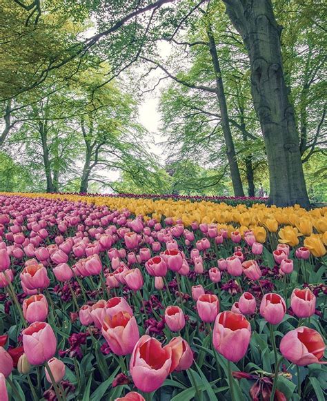 Keukenhof Netherlands Garden Folwer Tulip Flower Spring Travel