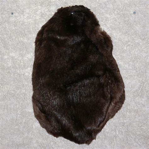 Buy Eurasian Beaver Tanned Fur Pelt For Sale Hide Skin Castor In