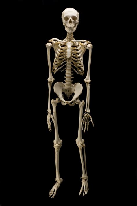 Human Skeleton Ossos Humanos Crânios Esqueletos