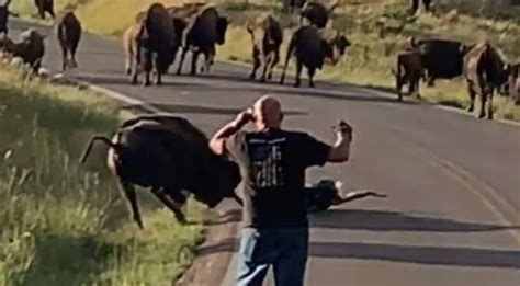 Woman Dragged By Bison After Approaching Its Baby