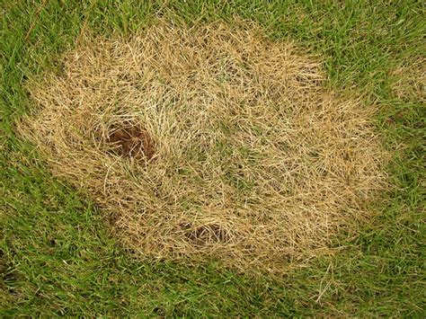 Brown Patch In Zoysia ™ Lawn Care And Landscaping