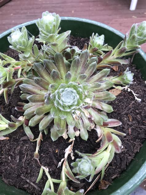 Hen And Chicks Hens And Chicks Flower Garden Succulents