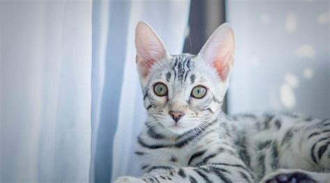Silver Bengal Cat Breed Overview Love Your Cat