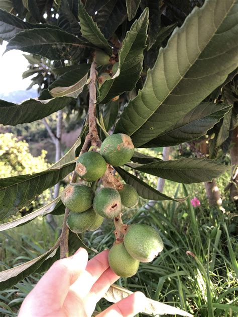 Best Fruit Trees To Grow In San Diego Fruit Trees