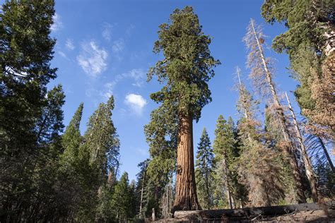 Giant Sequoia Forest Preserved In Landmark Conservation Deal Sequoia