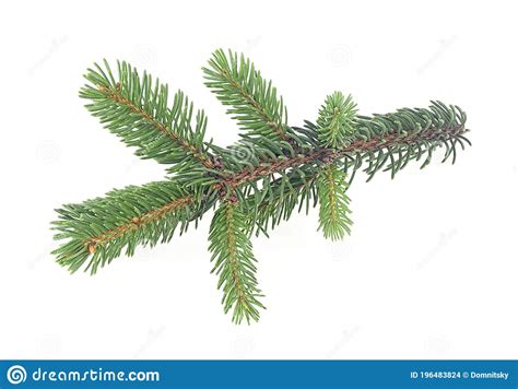 Pine Tree Branch Isolated On White Background Evergreen Tree Branch