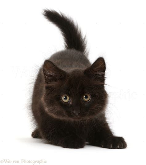 Playful Fluffy Black Kitten Photo Wp41487