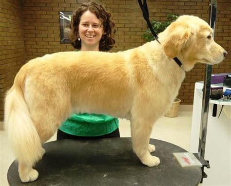 golden retriever haircut styles - Google Search | Golden retriever