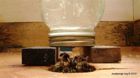 How To Install A Jar Feeder Bee Feeder Feeding Bees Bee Keeping
