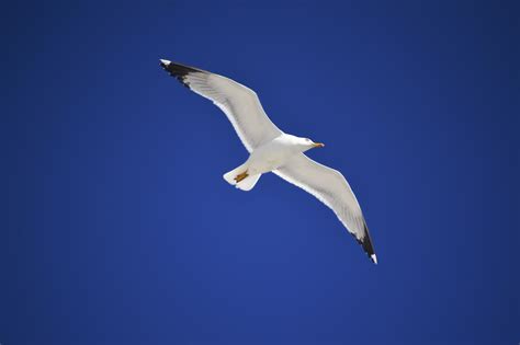 Seagull Free Stock Photo Public Domain Pictures