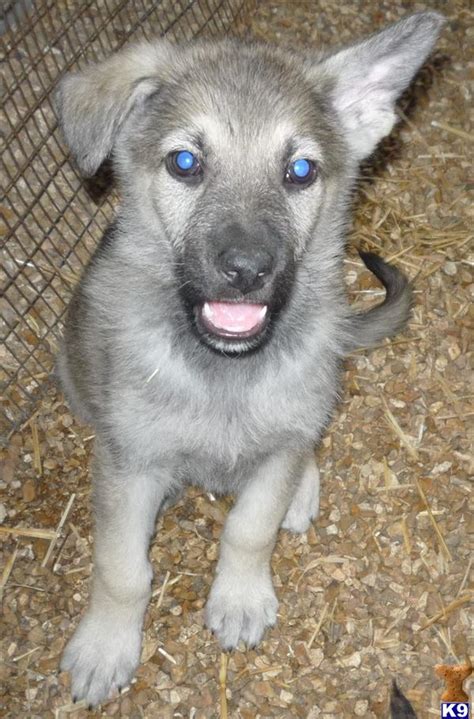 German Shepherd Puppy For Sale Silver Sable Large Male Puppy 8 Weeks