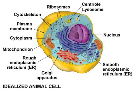 Animal Cell Diagram | Quizlet