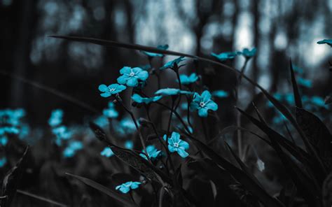 Download Wallpaper 3840x2400 Flowers Blue Field Blur 4k