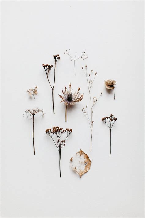Fleurs séchées / Dried flowers #fleursséchées #driedflowers | Flower