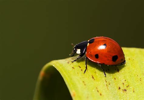 Black And Red Seven Spotted Ladybird Como Hd Wallpaper Wallpaper Flare