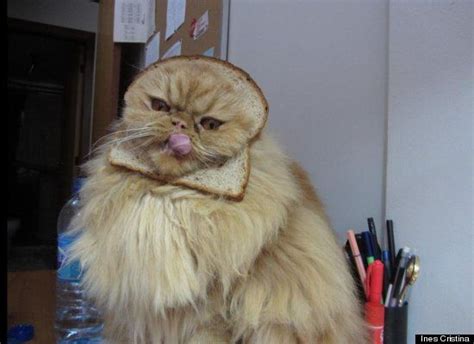 Cats Have Had Enough Of Cat Breading Cats Cat Bread Bread Meme