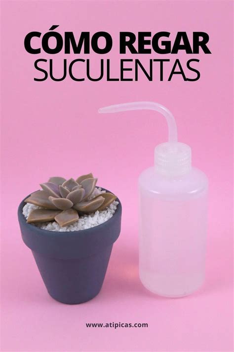 Las mammilliarias es un tipo de suculenta que pertenece a un grupo de aproximadamente 200 especies de cactus en forma de bola. Cómo regar suculentas y cactus en 2020 | Tipos de plantas ...