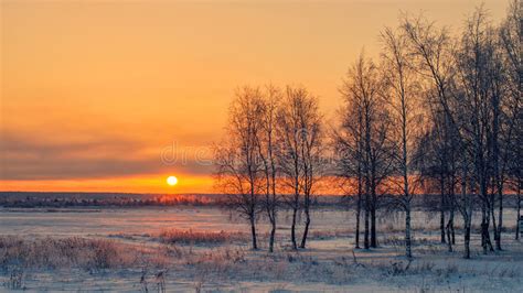 Birch At Sunset In Winter Stock Photo Image Of Beautiful
