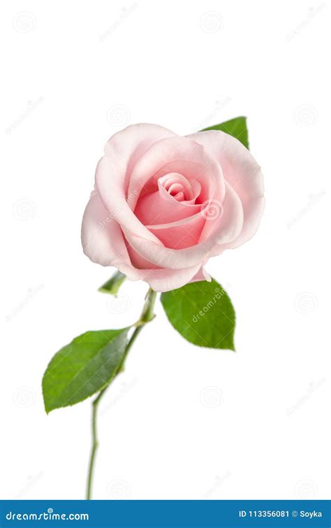 Beautiful Bud Of Single Pink Rose Stock Image Image Of Isolated