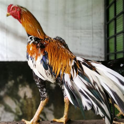Ayam Ratu Malaysia Arm Ipoh