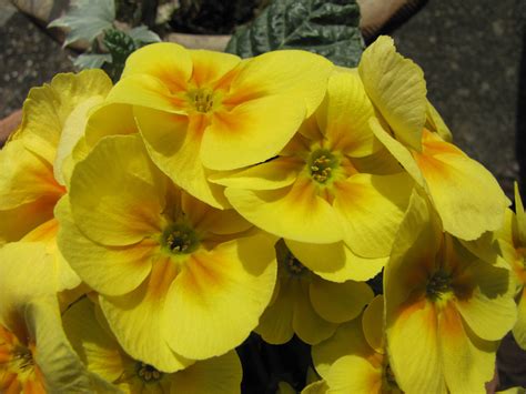 Narrow elliptical leaves sometimes appear before the flowers fall. Best-flowers-for-spring-GUESS which-wins-the-popular-vote ...