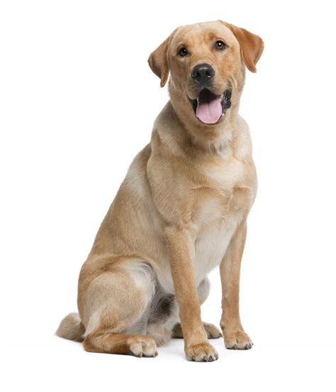 Labrador Retriever Dogs Breed Information Omlet