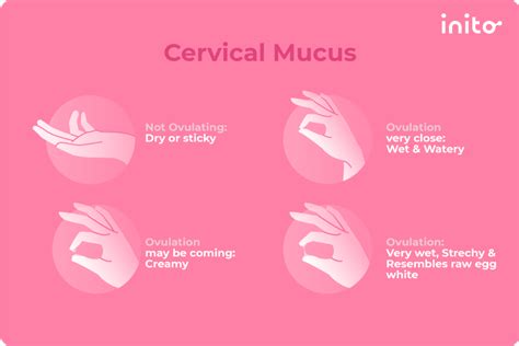 Cervical Mucus 101what Can Your Cervical Mucus Tell You About Your