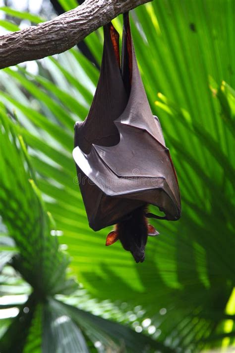 Bat Is Hanging On A Tree Branch Singapore Stock Image Image Of