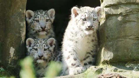 Three Snow Leopard Cubs Revealed At Marwell Zoo Bbc News