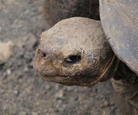 Angry Turtle Funny Animal Memes Animal Memes Animals