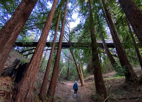 Photo Redwoods Rise Along Uc Santa Cruz Trail Santa Cruz Sentinel