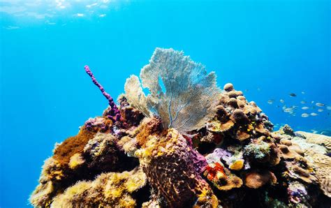 Scuba Diving In St Lucia Best Spots What To Expect Sandals