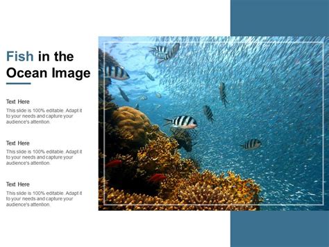 Fish In The Ocean Image Powerpoint Slide Templates Download Ppt