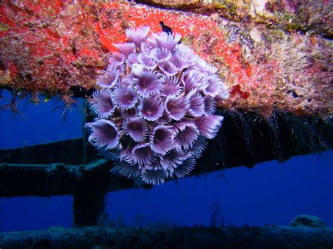 Underwater Flowers Underwater Flowers Flowers Artsy