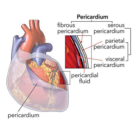 The Pericardium Is A Double Walled Sac That Encloses The Heart Between The Visceral And