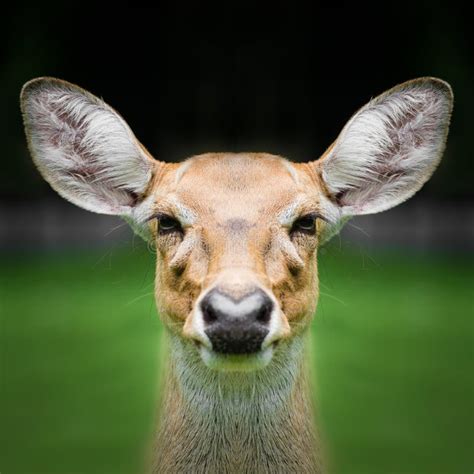 Deer Face Close Up Stock Image Image Of Wild Grass 82727131