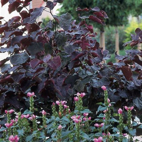 Cercis Canadensis Forest Pansy
