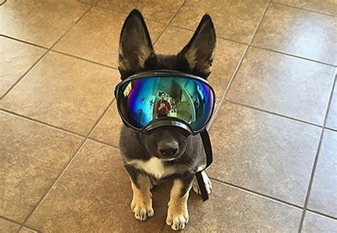 Rex Specs Are Goggles For Dogs And Yes They Actually Exist The Inertia
